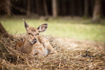 beautiful spotted deer on an autumn day in nature among hay