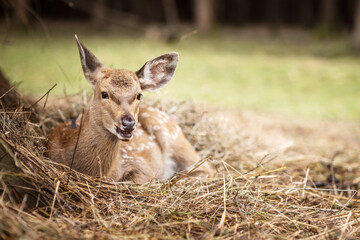 beautiful spotted deer on an autumn day in nature among hay
