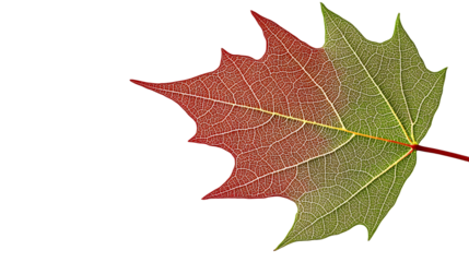 Intricate maple leaf with well-defined veins, isolated against a white background, offering plenty of room for advertising text or branding