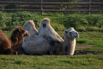 Fototapeta premium Camels resting at the farm, two-humped camels