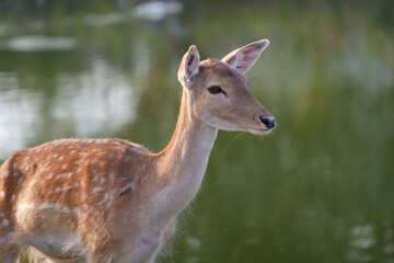 European fallow deer, portrait of a doe