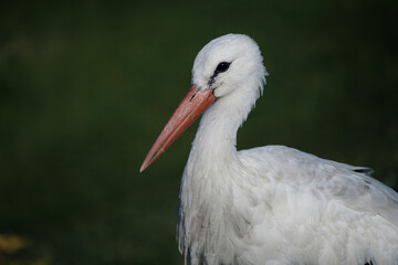 White stork, portrait of a bird