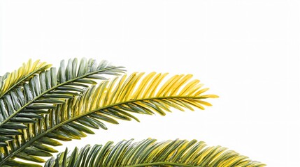 Fototapeta premium Vibrant Green and Yellow Palm Fronds Isolated on White Background