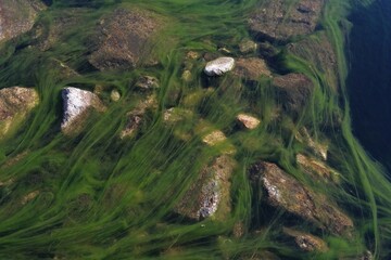 Green algae floating in stream in Valley of Gasienicowa Ponds, Tatras Mountains, Poland
