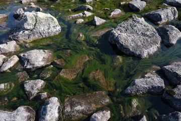 Green algae floating in stream in Valley of Gasienicowa Ponds, Tatras Mountains, Poland