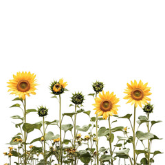 Fototapeta premium Vibrant Sunflowers Abstract Background Design