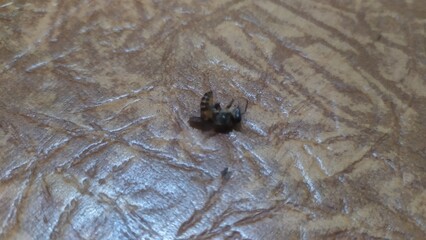 Little bees can't fly