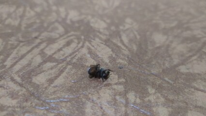 Little bees can't fly