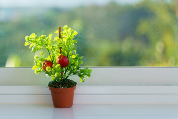A potted apple tree with two apples on it, perfect for decoration in homes, hotels, or cafes.