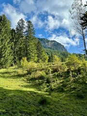 forest in the mountains, Bavaria, Germany
