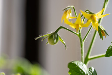 Small green tomatoes growing on a vine alongside delicate yellow flowers, illustrating the early stages of tomato development and the beauty of nature's life cycle