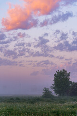 Pink and purple clouds creating a pastel colored sky during a foggy sunrise over a blooming meadow with trees and power lines in the background
