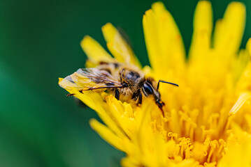 Close-up of a honeybee collecting pollen and nectar from a vibrant yellow dandelion flower, showcasing the essential role of bees in pollination and ecosystem health during springtime