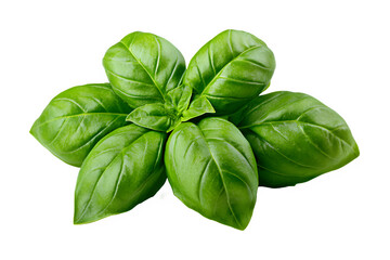 Fototapeta premium basil leaves isolated on transparent background