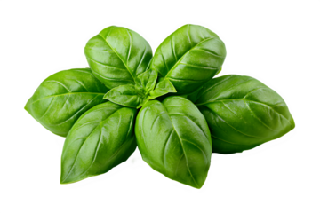 basil leaves isolated on transparent background