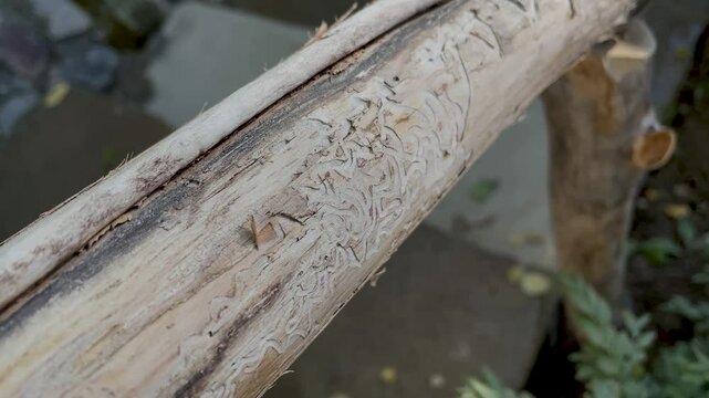 Wood worm corridors under infection bark of pine tree close-up. Imprint of bark beetle. Forest pests, diseased tree. Macro texture. Tunnels infection bark close-up. Selective focus on trails in trunk