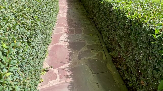 Walking path in park made in shape of maze and surrounded by neatly trimmed bushes. Traditional landscaping