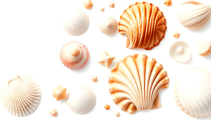 Set of Seashells on isolated white background, watercolor illustration, sea clipart