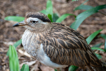 Los burrínidos(Burhinidae) son una familia de aves del orden Charadriiformes, conocidos comúnmente como alcaravanes. El nombre de la familia procede de la combinación de los términos griegos bous «bue