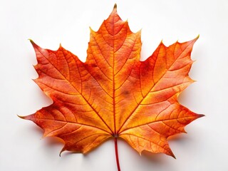 A vibrant orange-red maple leaf, sharply detailed, isolated on white, showcases autumn's vivid fall foliage.