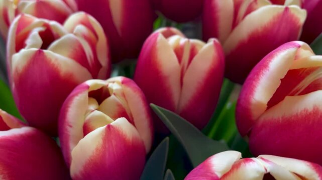 Tulip flower against a background of green leaves close-up