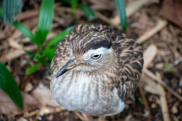 Los burrínidos(Burhinidae) son una familia de aves del orden Charadriiformes, conocidos comúnmente como alcaravanes. El nombre de la familia procede de la combinación de los términos griegos bous «bue