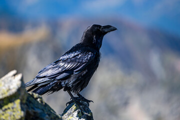 Common Raven, Corvus corax, on a rock in the Tatra Mountains, Poland.