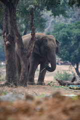 Fototapeta premium elephant in forest 