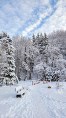 Snow covered trees in winter