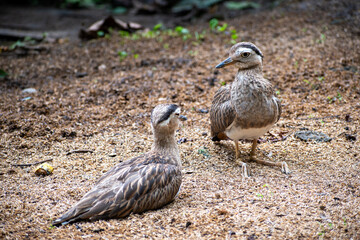 Los burrínidos(Burhinidae) son una familia de aves del orden Charadriiformes, conocidos comúnmente como alcaravanes. El nombre de la familia procede de la combinación de los términos griegos bous «bue