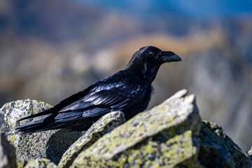 Common Raven, Corvus corax, on a rock in the Tatra Mountains, Poland.