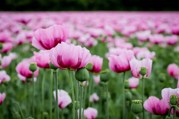 Field of pink and purple poppy flowers