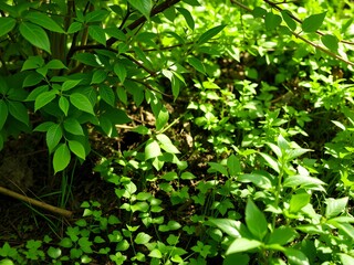 green leaves background, Vibrant Green Sprout Breaking Through Soil, Tiny Seedling Reaching for the Sun, Fresh New Growth Against a Natural Background