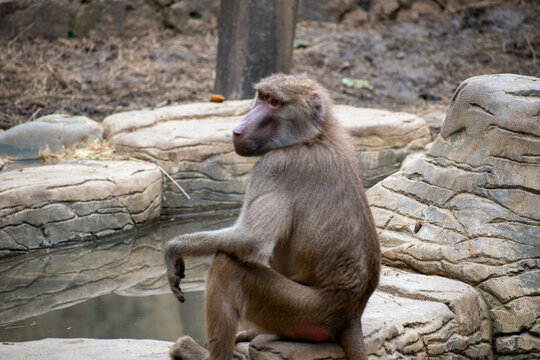 Los papiones o babuinos. Tras el mandril, son los mayores monos del Viejo Mundo, los primates m&aacute;s corpulentos de hecho si se except&uacute;an los grandes simios