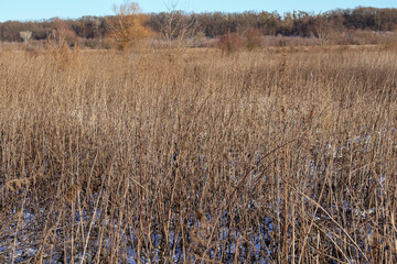 Field of dry grass and reeds in late winter with a distant tree line. Natural landscape capturing seasonal vegetation and clear skies. Outdoor and environmental concept for design and print
