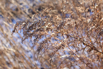 Frosted dry plants with delicate seed heads in a winter field. Close-up of withered vegetation illuminated by soft sunlight. Nature and seasonal concept for design and print