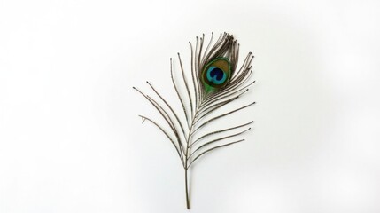 Single Peacock Feather on White Background, a Symbol of Elegance and Beauty