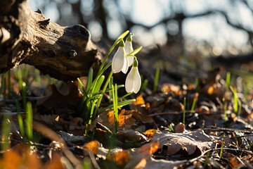 Snowdrops Galanthus nivalis in the forest close-up. Macro photography of snowdrops among fallen leaves in spring. Tender first flowers in bright sunlight. The concept of spring. Soft selective focus.