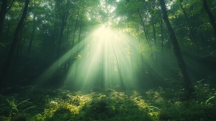 Fototapeta premium Sunlight filters through the dense canopy of a lush green forest creating a mystical and serene atmosphere evoking a sense of peace and tranquility