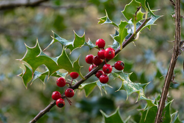 Bright red berries on a holly branch surrounded by green leaves in a natural setting