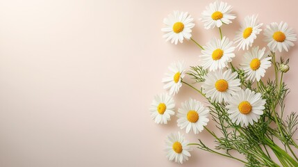 Obraz premium A stunning composition featuring delicate white daisy chamomile flowers nestled on a soft pale pink background, embodying a minimalist and modern aesthetic perfect for a creative lifestyle, summer