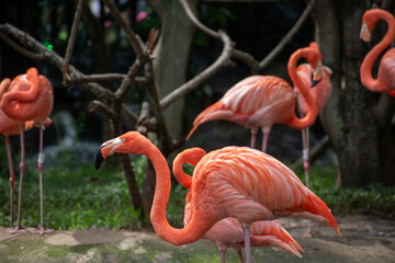 El flamenco común (Phoenicopterus roseus)2​ es una especie de ave phoenicopteriforme de la familia Phoenicopteridae que vive en los humedales de África, el sur de Europa y el sudoeste de Asia (hasta l