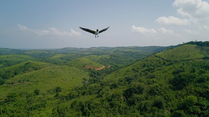 Bird Soaring Over Lush Green Hills