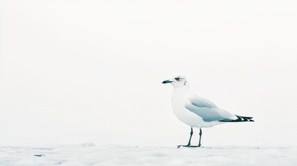 Solitary Seagull: A lone seagull stands on a pristine, snow-covered surface, its white feathers contrasting with the minimalist, icy landscape.