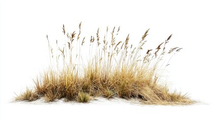 Obraz premium Golden Grass Tuff: A clump of dry, golden-brown grass, evocative of autumn or a dry landscape, stands isolated against a pure white backdrop. The tall.