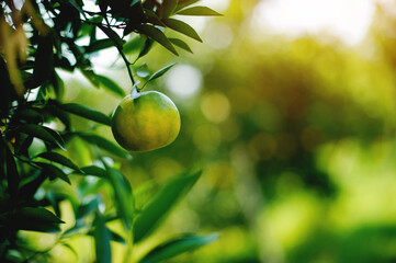 Orange gardens of farmers, production and success in orange cultivation, agriculture and orange gardening