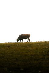 Vaca pastando hierba en la montaña