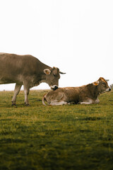 Vaca lamiendo a ternero en la monta&ntilde;a con niebla