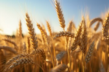 Fototapeta premium Ripe wheat ears are swaying in the wind in a golden field at sunset, creating a peaceful and abundant scene