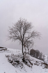 Snowy Hillside with Bare Trees
